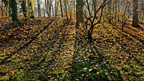 Alain Burde : Promenades