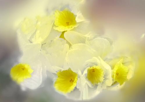 Françoise Coutelet : Jonquilles